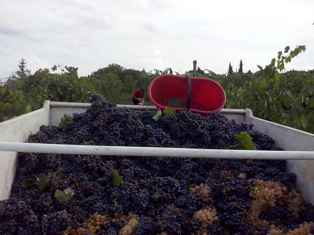 Agriturismo La Querce Rignano sullʼArno Rom bilde
