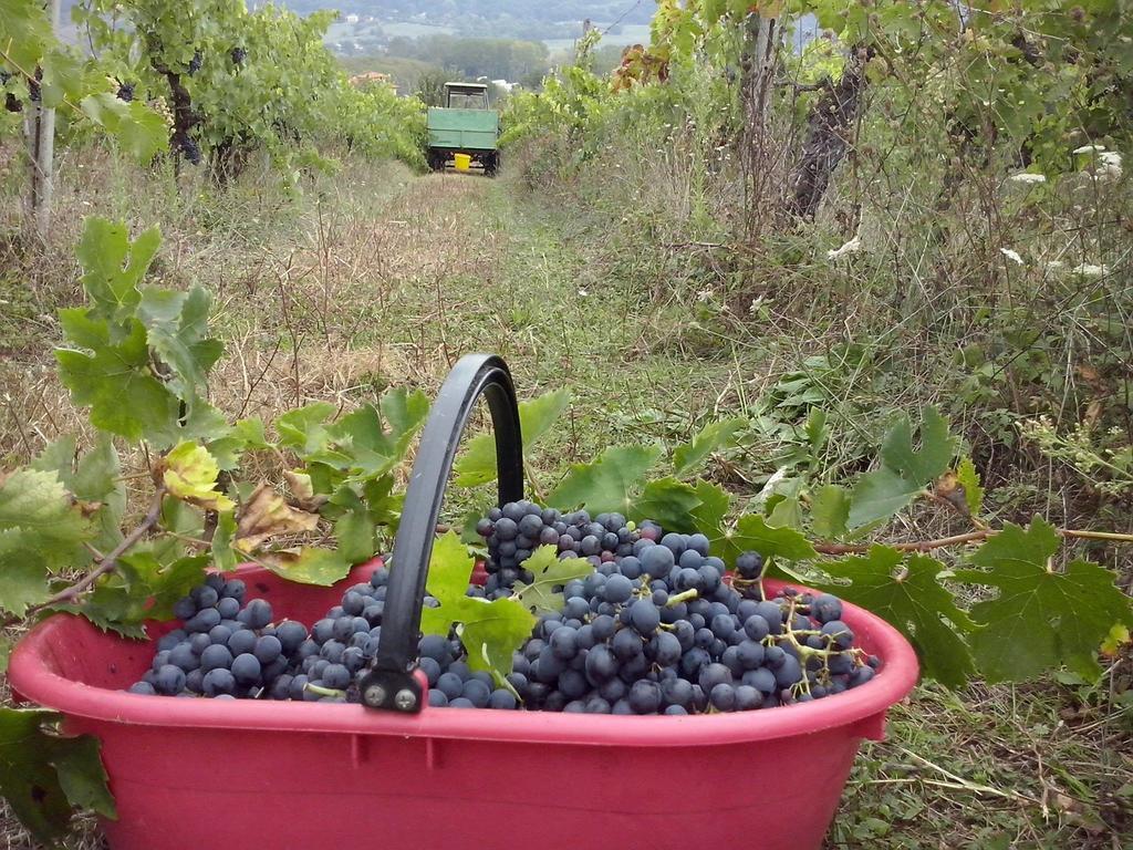Agriturismo La Querce Rignano sullʼArno Rom bilde