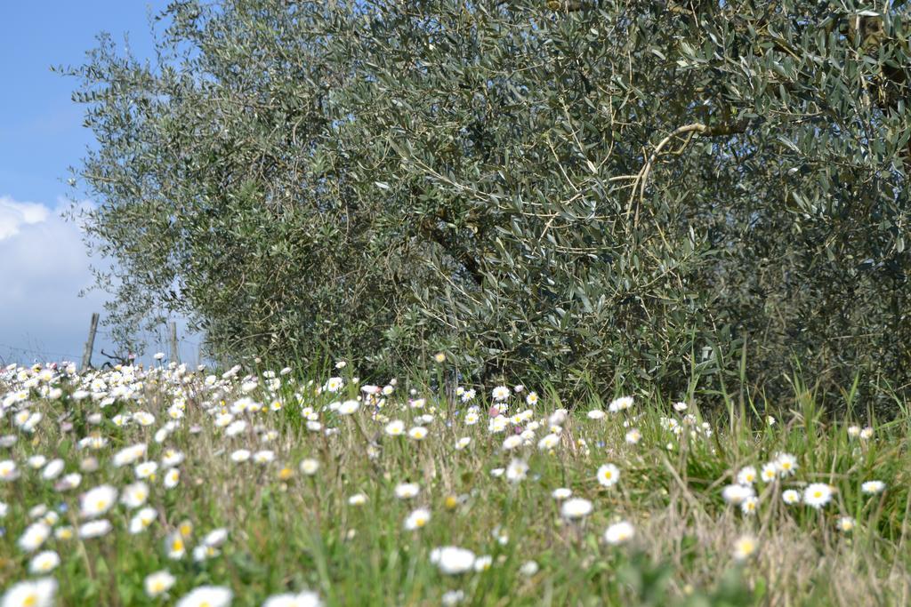 Agriturismo La Querce Rignano sullʼArno Eksteriør bilde