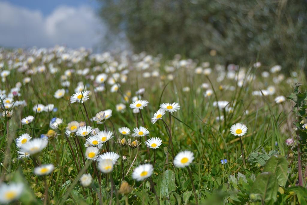 Agriturismo La Querce Rignano sullʼArno Eksteriør bilde