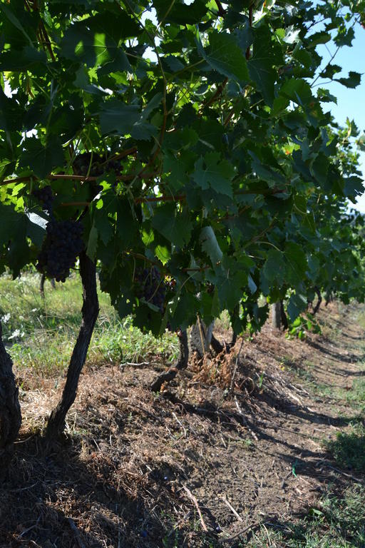 Agriturismo La Querce Rignano sullʼArno Eksteriør bilde