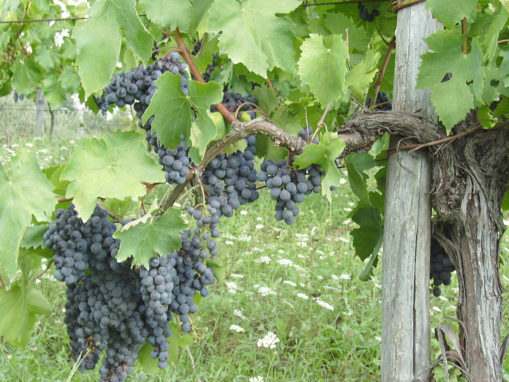 Agriturismo La Querce Rignano sullʼArno Eksteriør bilde