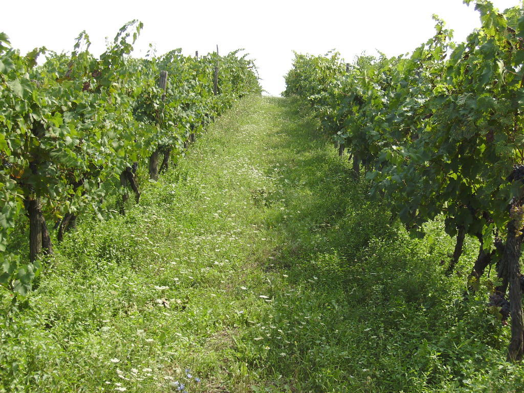 Agriturismo La Querce Rignano sullʼArno Eksteriør bilde